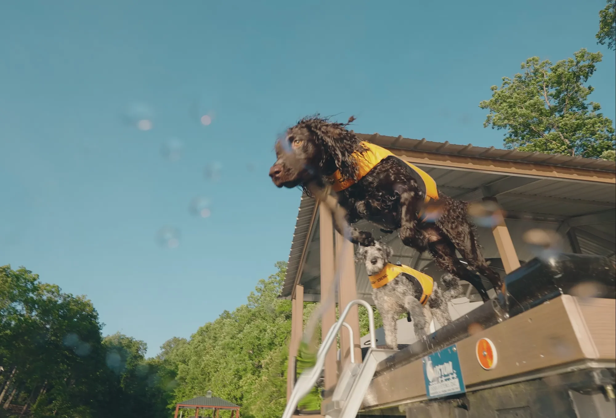Elevate Your Dog's Adventure Style